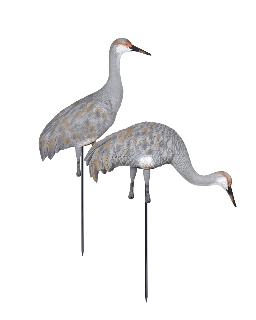 GHG Sandhill Crane Full Body Juvenile Active/Feeder Pair – Banded