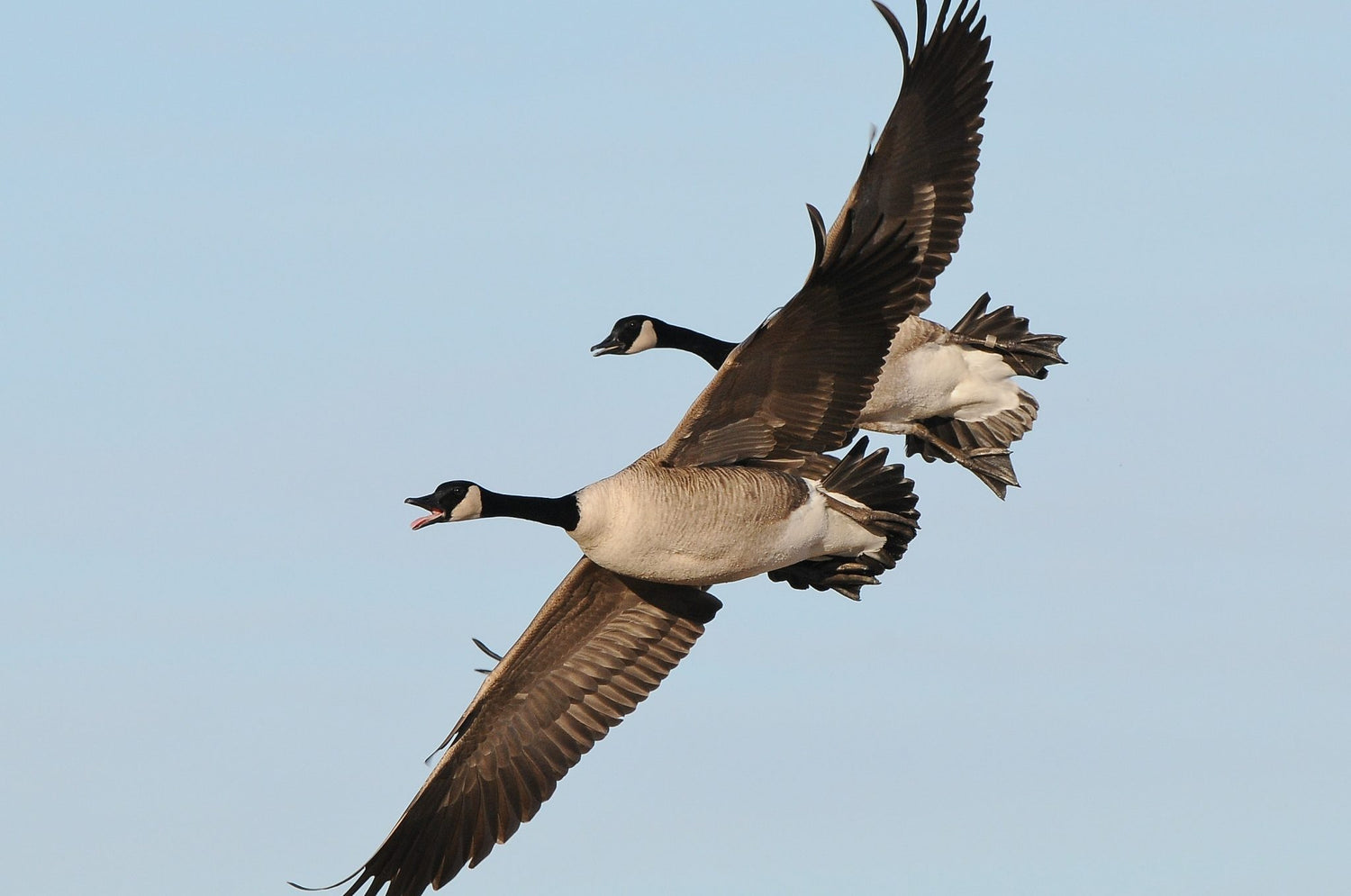 Little Known Ways to Have Better EarlySeason Goose Hunts Hunting Tip Banded