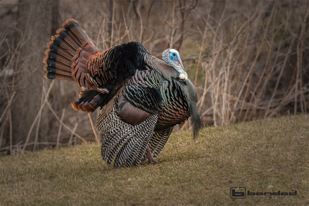 The Grand Slam of Turkeys – What you need to know about each one for success.
