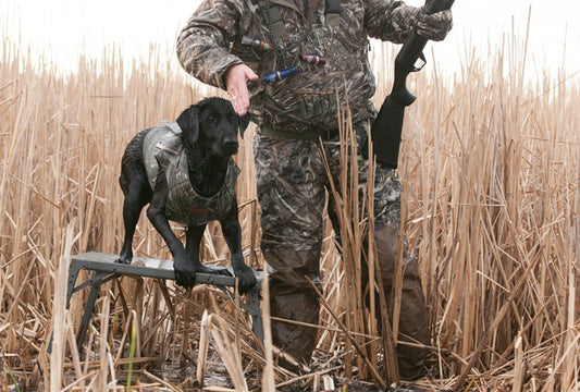 Readying Your Dog for Fall-Step 3: Steadiness to Shot & Marking