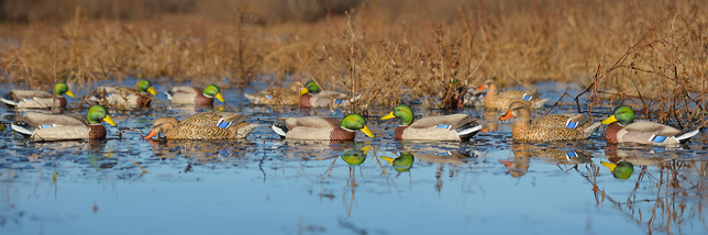 Shop All Decoys