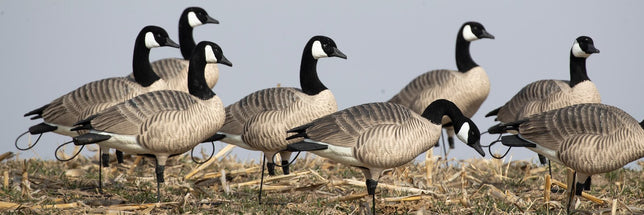 Shop All Goose Decoys