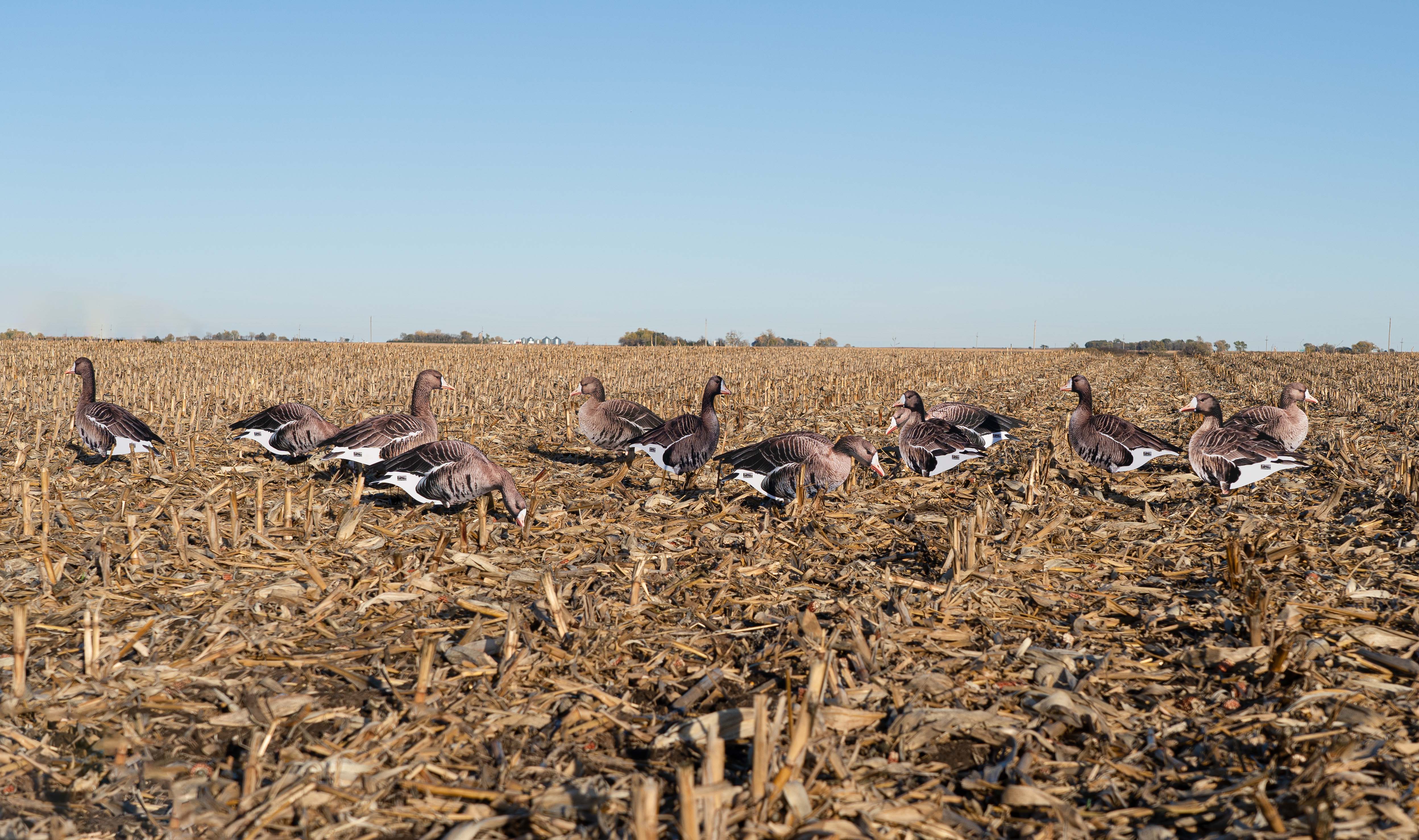 GHG Pro Grade FFD Specklebelly Goose Silhouette Decoys – Banded