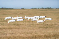 PG_Snow_Goose_Windsock_With_Head_Flock