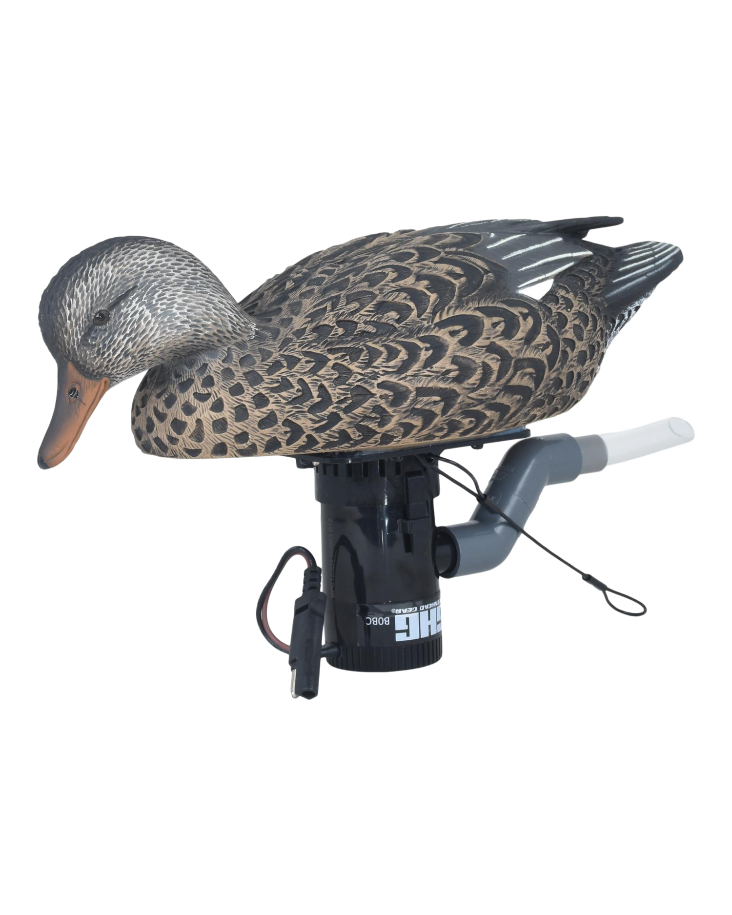 Finisher Swimmer Gadwall Hen – Banded