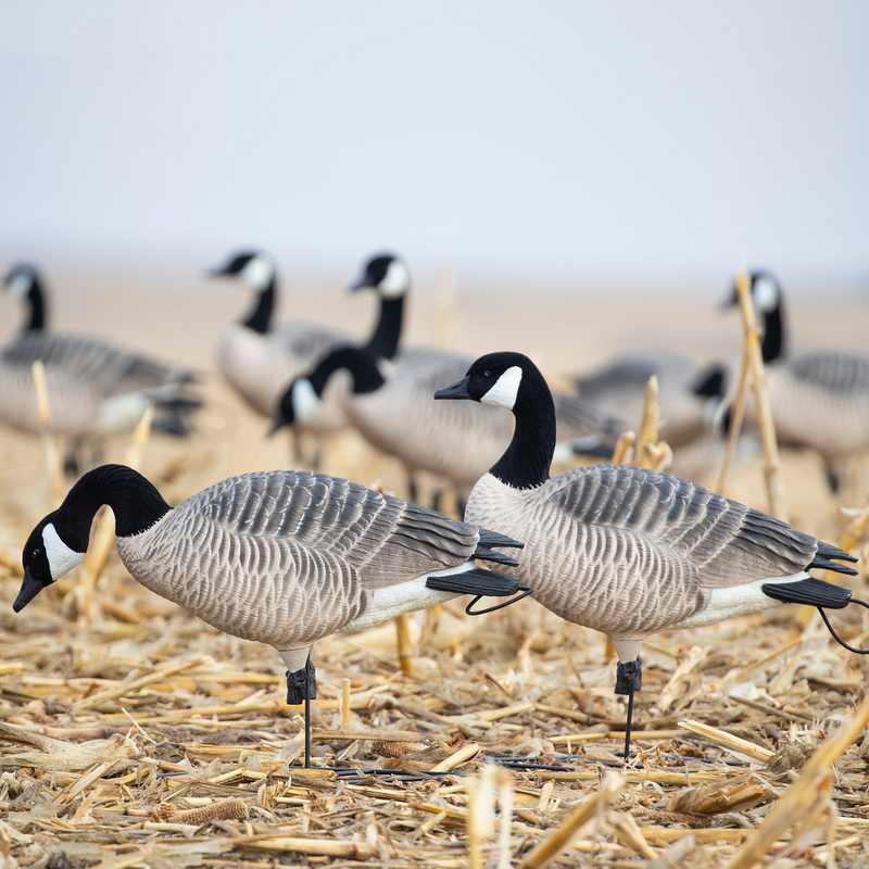GHG DECOY SYSTEMS