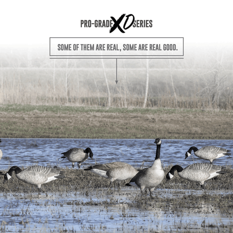 71590-XDhonkers-Enviro-Live Bird Mixed In WIth Decoy