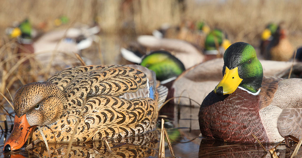 Sport fish deals and mallard duck short set bundle