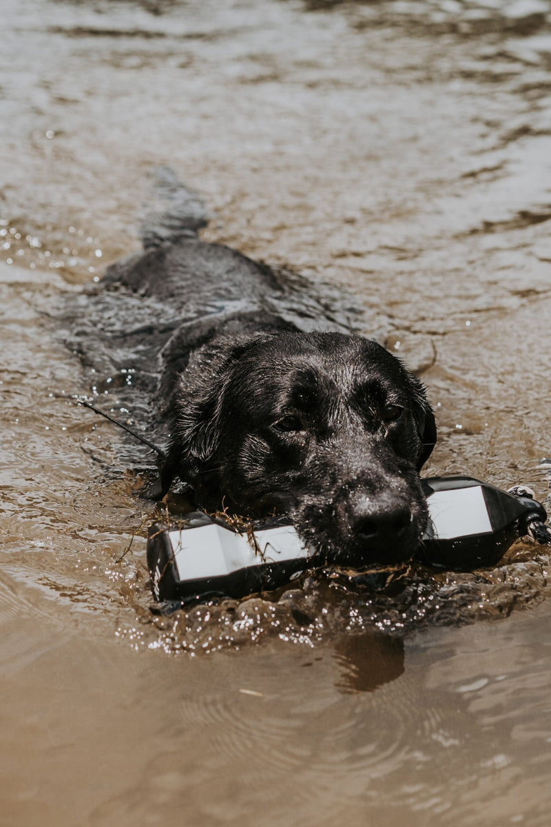 PerfectHold HexaBumper by Avery Sporting Dog - Labrador training with flasher bumper