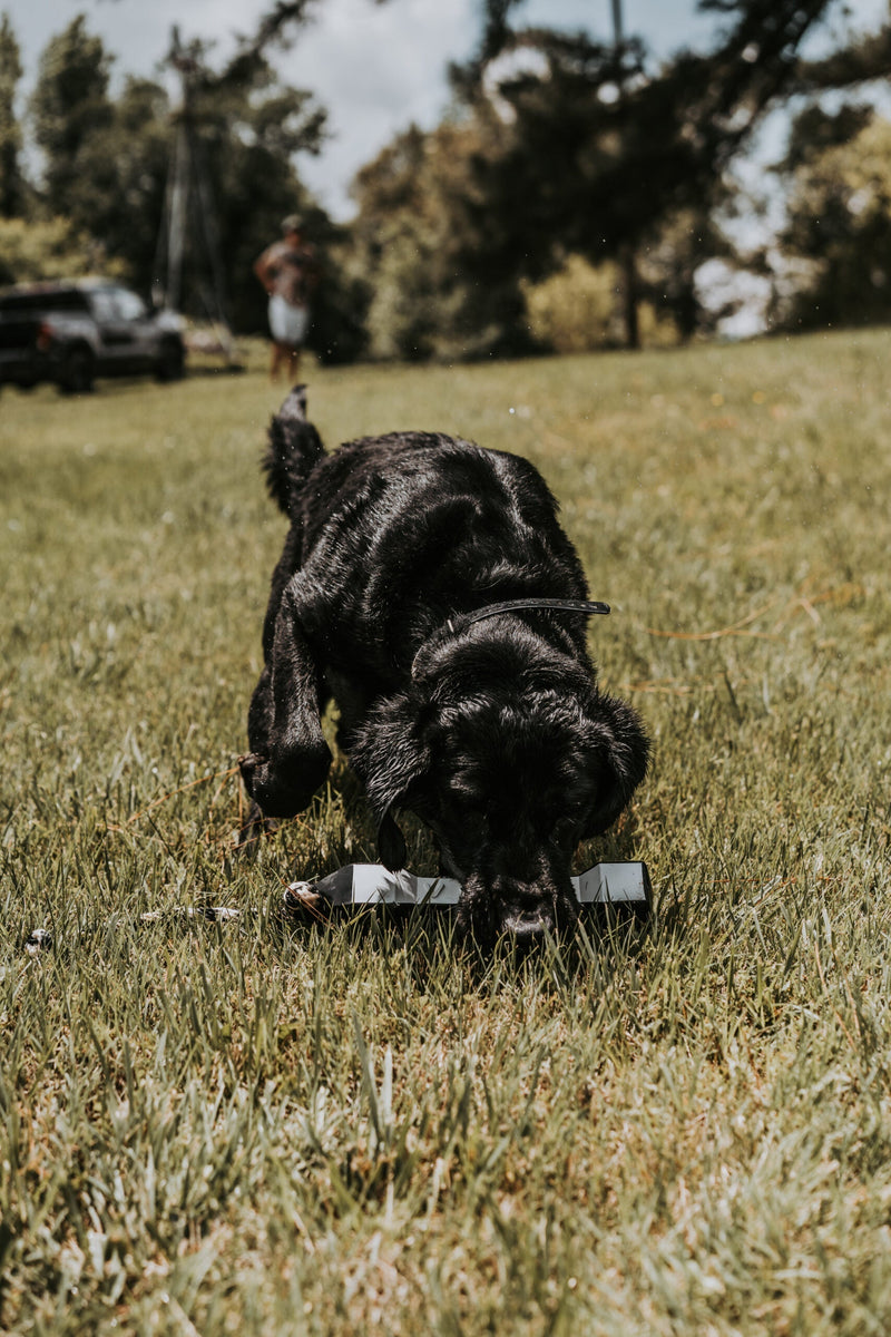 PerfectHold HexaBumper by Avery Sporting Dog - Labrador training with flasher bumper