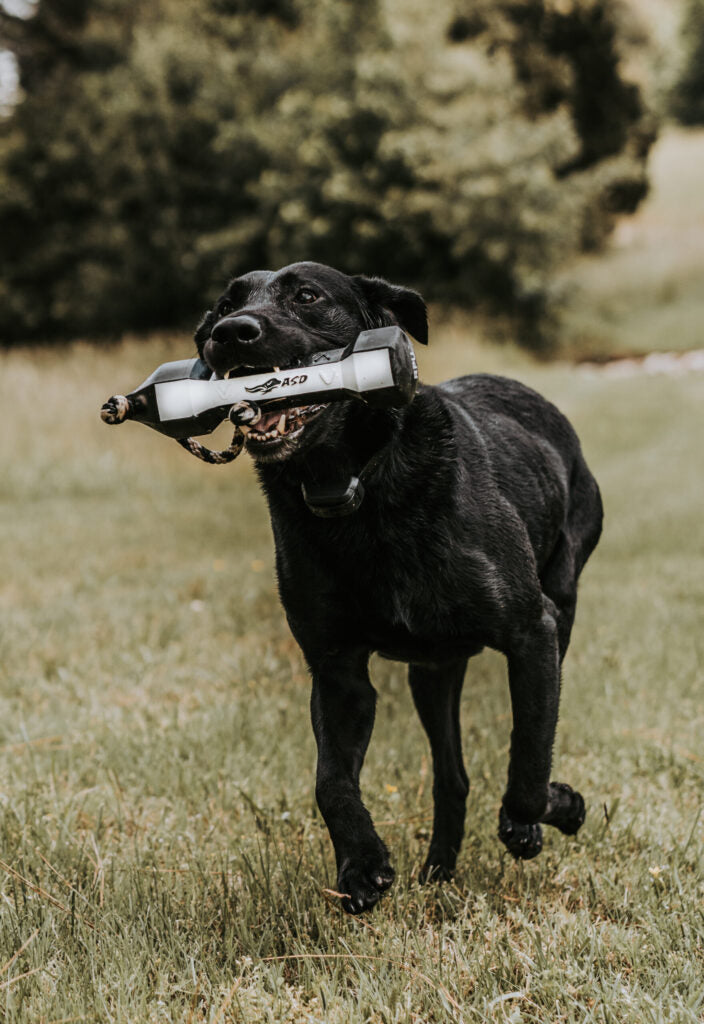 PerfectHold HexaBumper by Avery Sporting Dog - Labrador training with flasher bumper