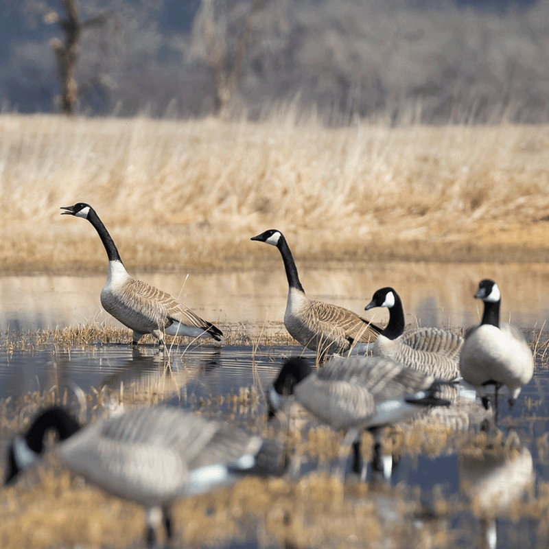 XD Series Honker Enviro Photo by Doug Steinke