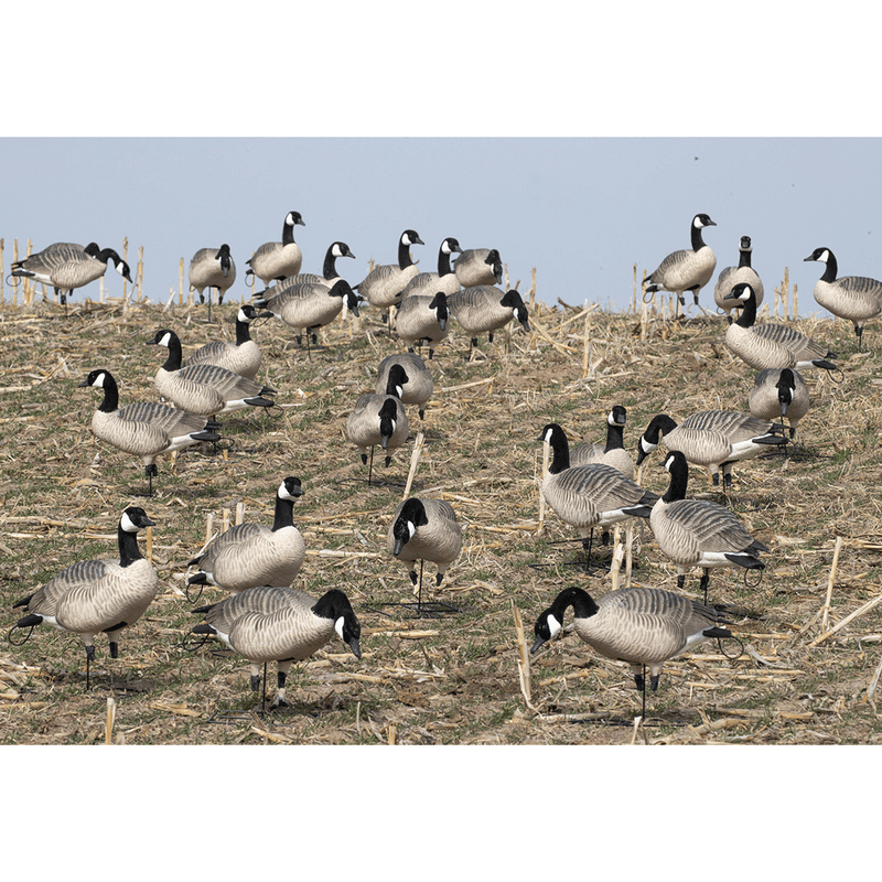 XD Series Honker Enviro Photo by Doug Steinke
