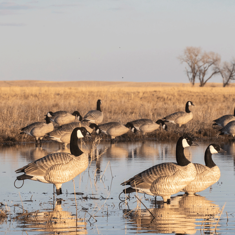 XD Series Honker Enviro Photo by Doug Steinke