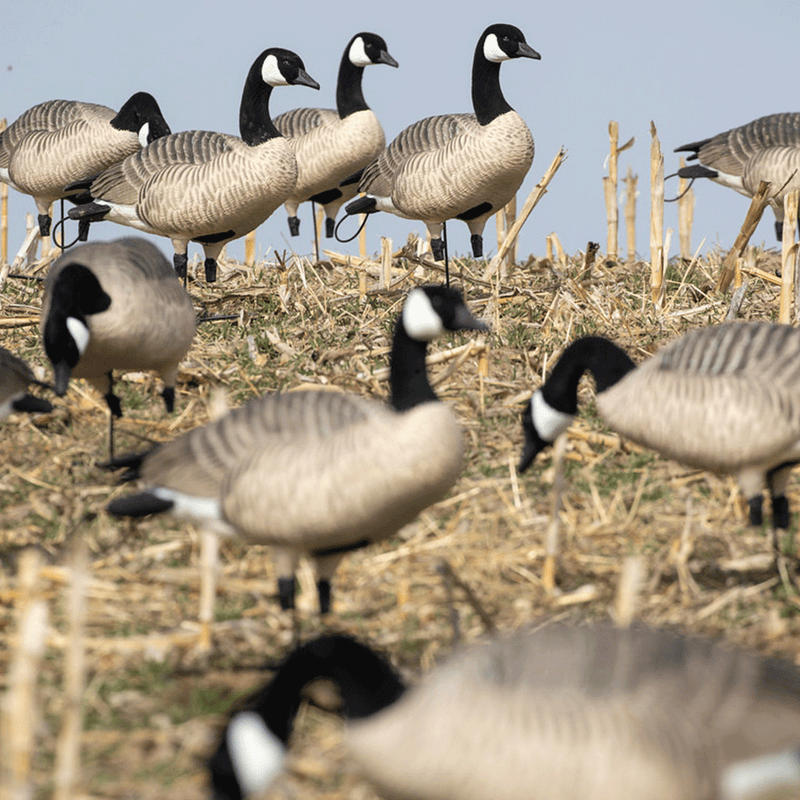 XD Series Honker Enviro Photo by Doug Steinke