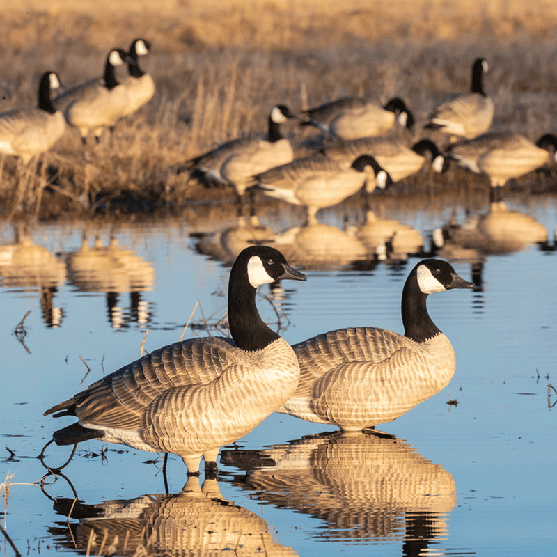 XD Series Honker Enviro Photo by Doug Steinke
