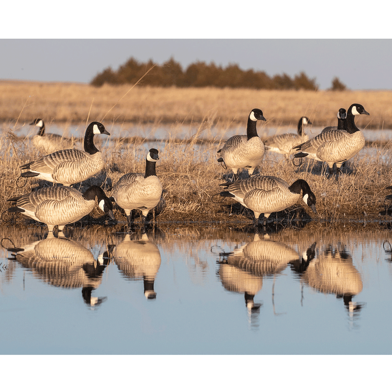 XD Series Honker Enviro Photo by Doug Steinke