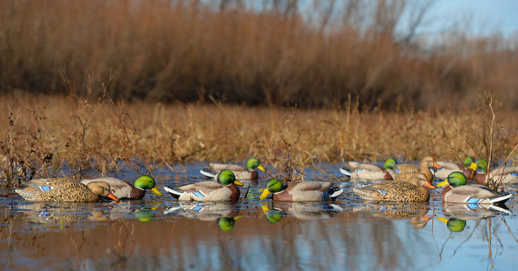 Pro-Grade XD Series Mallards-Harvester 12-Pack - Banded Hunting Gear